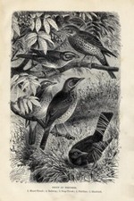 Stampa Antica 1894 = TORDI =