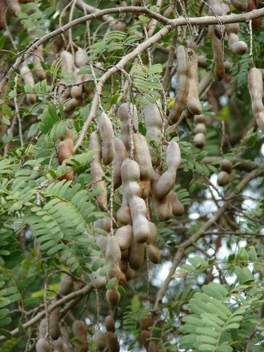 Tamarindus indica - tamarindus,