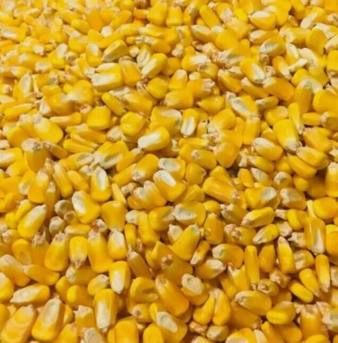 Mais granoturco ottimo mangime - mais,