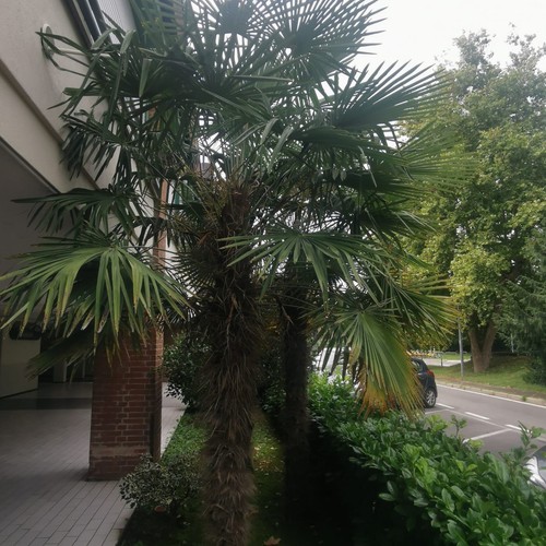Trachycarpus fortunei palma - fortunei,