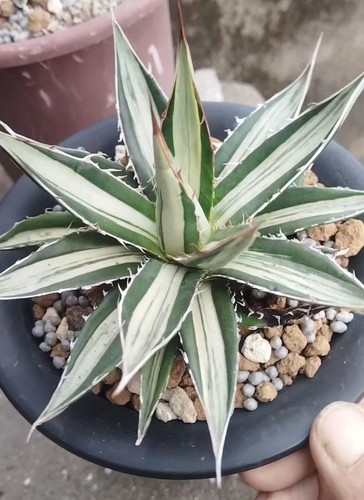 Vendita rara cactus agave - vendita,