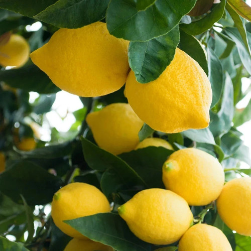 Pianta limone stagioni in - stagioni,