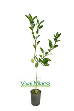 Pianta di Arancio Navel