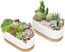 2 Vasi per Piante Grasse in Ceramica Bianca, Vasi per Cactus Con Vassoio in Bamb