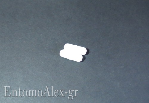Ancoretta magnetica ptfe - ancoretta,