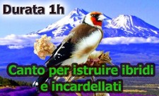 IL CANTO DEL CARDELLINO PER ISTRUIRE IBRIDI INCARDELLATI CARDELLINI MULETTI F1