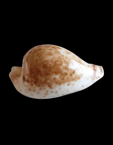 Shell conchiglia cypraea - shell,