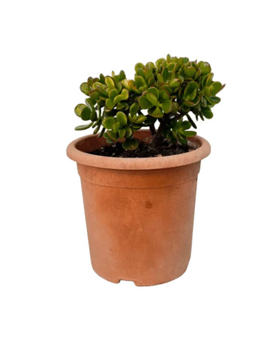 Crassula ovata - crassula,