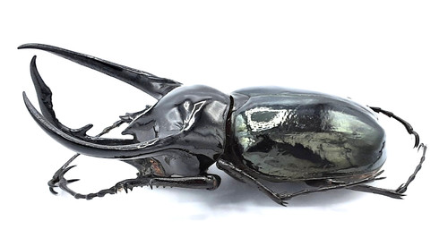 Dynastinae chalcosoma chiron - dynastinae,,