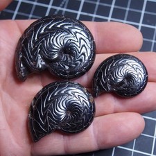 3x Discoclimenia Goniatite