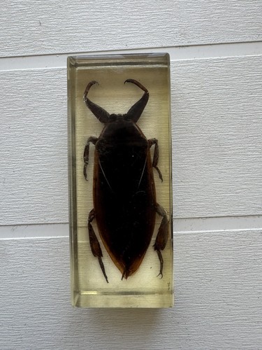 Insetti imbalsamati - insetti,
