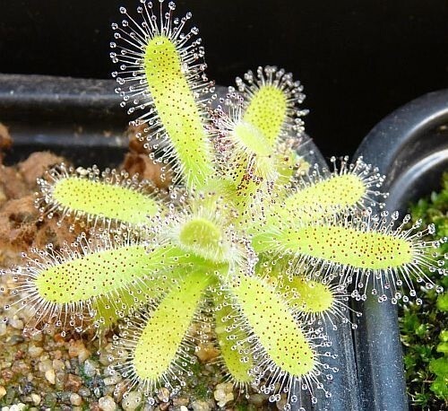 Drosera hilaris pianta - hilaris,