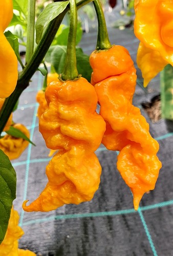 Semi peperoncino t - 20, di