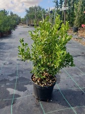 Piante di buxus bosso - 10,