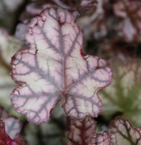 Campanellino argento giada