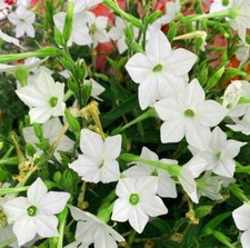 1000 Semi Nicotiana Sanderae Tabacco da Fiore Flowering Tobacco ornamental seeds