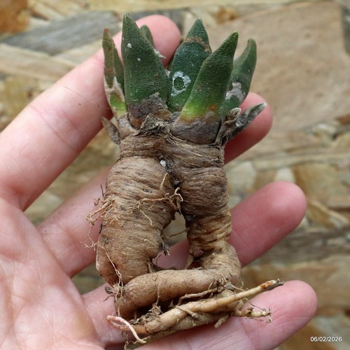 K074 ariocarpus special - k074,