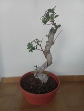 FICUS GINSENG 