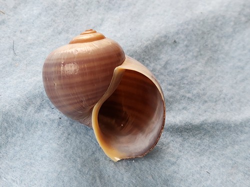 Autentico guscio lumaca - di, di