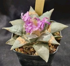 ARIOCARPUS CONFUSUS from seed