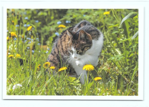Cartolina postale gatto - 1, 18°