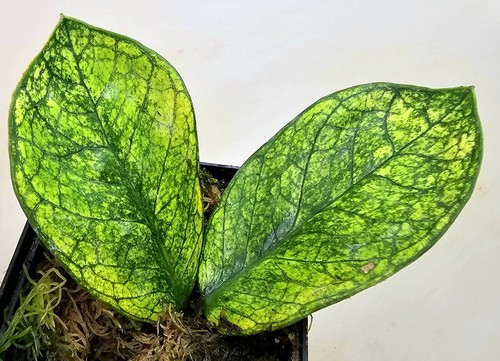 Marmo zamioculcas zamiifolia - zamiifolia,