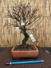 Bonsai olmo parvifolia h - bonsai, di