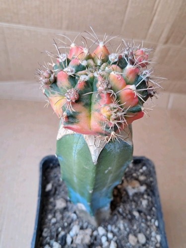 Gymnocalycium ibrido variegato
