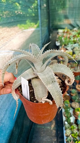 Dyckia marnier lapostollei - dyckia, marnier-lapostollei