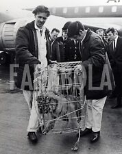 Foto vintage UK, Cucciolo di tigre all'aeroporto, 1970, stampa 20x30 cm