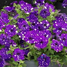 200 Semi Petunia Cielo