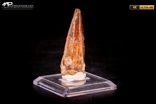 Dente spinosaurus - dente, di