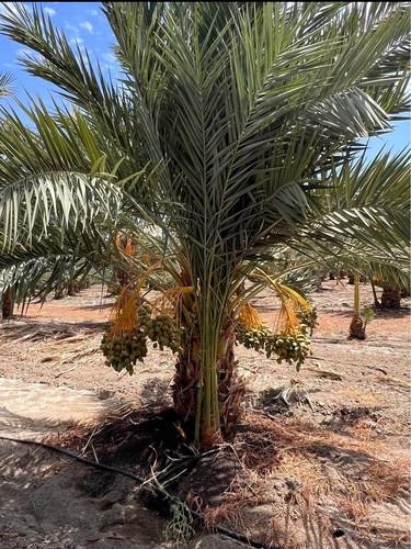 Deglet noor date palm - noor,