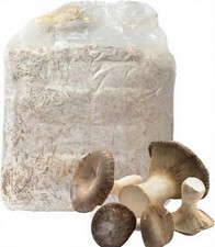 Balletta Fungo Cardoncello