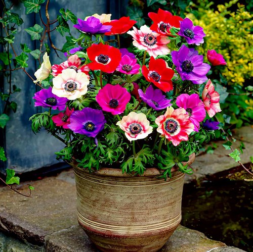 Bulbi anemone resistenti - di,
