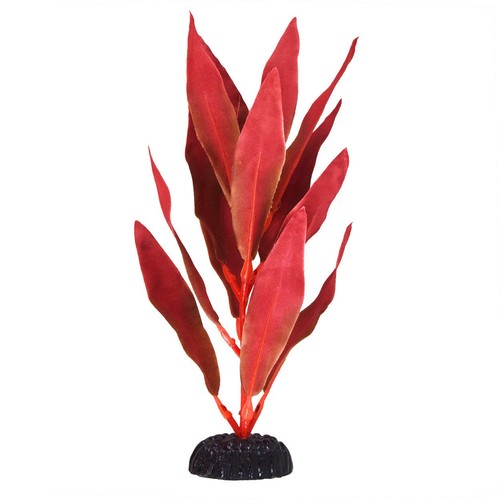 Pianta seta igro rossa dei - pianta,