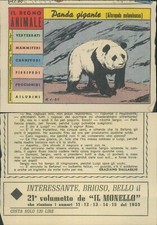 R@R@ FIGURINA DEL REGNO ANIMALE COLLEZIONE 1955-PANDA GIGANTE