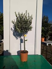 Olea europaea 110-130 cm ulivo