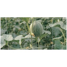 Rete per rampicanti h2x10mt