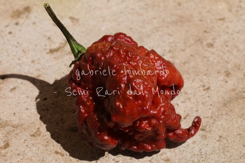 Peperoncino carolina reaper - carolina,