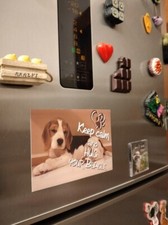 Beagle calamita frigorifero  animal love - regalo per amatori razza Beagle