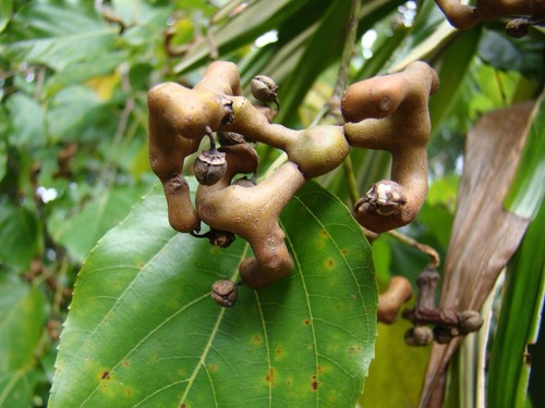 Hovenia dulcis albero - hovenia,