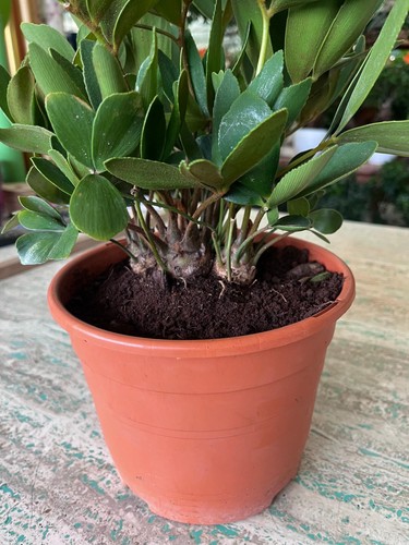 Zamia furfuracea rareplant - furfuracea,