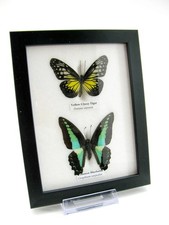 2 farfalle vere, imbottite