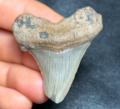 Bello angustidens denti - bello!, 1,81