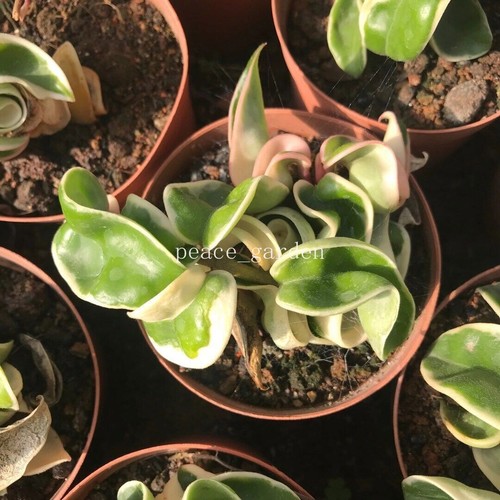 Foglia arrotolata hoya carnosa - arrotolata,