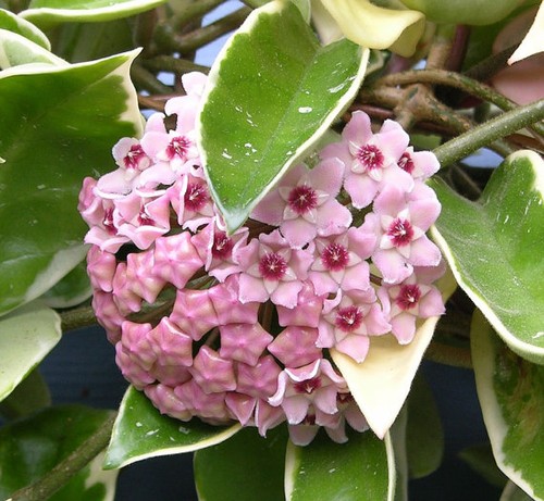 Pianta hoya krimson queen - 1,