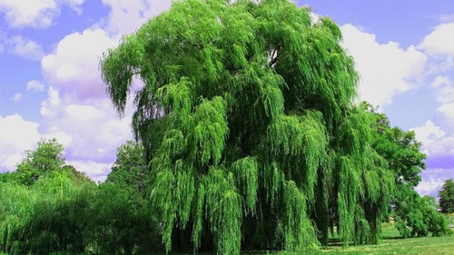 Pianta salix alba - pianta, salice