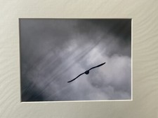 Stampa montata fotografica