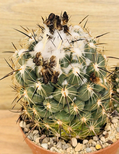 Coryphantha cornifera pot 8 - ,,